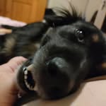 Cathy Bruno family - @arnals_ark - Instagram