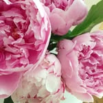 Cathy Calderone - @cathycalderone - Instagram