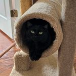 Cathy Carlson - @cathysfosterkitties - Instagram