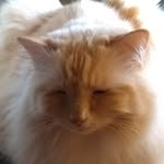 Cathy Cottrell - @babarcatfluff - Instagram