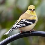 Cathy Cousins Veal - @vealcathy - Instagram