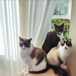 Cathy Cunniff - @cunniffcats - Instagram