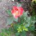 Cathy DeWitt - Facebook