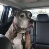 cathydongesdashle - @cathydongesdashle - TikTok