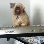 Cathy Drew - @dogsinmusic - Instagram