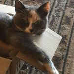 Cathy Dunn - @furbub4 - Instagram