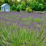 Cathy Nadalin, Owner & Flower Farmer - @gardengatefarmstead - Instagram
