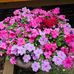 Cathy Gibson - Facebook