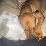 Cathy Gilfillan - @lazyrat2604 - Instagram