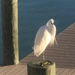 Cathy L Goldman - @7069video - Instagram