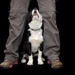 Cathy Grant - @aboveandbeyond_dogtraining - Instagram