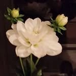Cathy Gregory - @cathygregorytas.school_ - Instagram