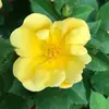 Cathy Haber - @chaber66 - TikTok