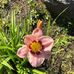 Cathy Haggerty - Facebook