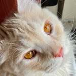 Cathy Hammerschmidt - @6_cats_rule_this_house - Instagram