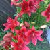 Cathy Harless - Facebook