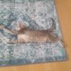 Cathy - @cathy.hartman.200 - TikTok