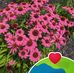 Cathy Healy - Facebook