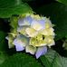Cathy Hoffman - Facebook