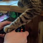 cat of holding - @cat.of.holding - Instagram