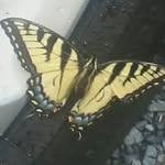 Cathy Horrell - @cathyhorrell - Instagram