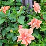 Cathy Irwin Seal - @cathy.seal - Instagram