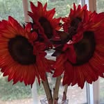 Cathy Sunzeri-Judd - @sunzerijudd - Instagram