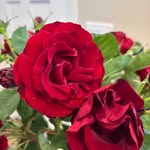 Cathy Kenny - @catpaw51 - Instagram