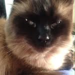 Cathy Knight - @cathycatlady46 - Instagram