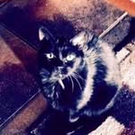 Cathy Lawson - @cathychi555 - Instagram