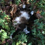 Cathy Major - @cathyandcappy - Instagram