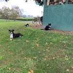 Cathy McGovern - @pippi_tui_tess - Instagram