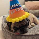 Cathy McWilliams Struck - @pugbaby2011 - Instagram