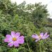 Cathy Morrison - Facebook