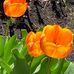 Cathy Mudge - Facebook