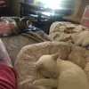 Cathy Newton - @2cats_and_ayorkie_mom - TikTok