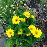 Cathy Norman-Staub - @normanstaub - Instagram