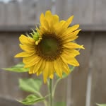 cathy olander - @littletownvibes1 - Instagram