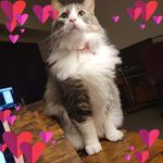 Cathy Overby - @ms_kittys_ - Instagram