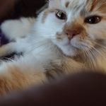 Cathy Parent - @darlindoves3 - Instagram