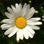 Cathy Pearson - @nestledinnature - Instagram