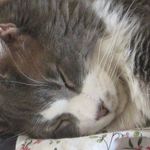 Cathy Piper - @piedcat - Instagram