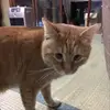 CathyPreston - @andrehxjpnh - TikTok