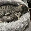 cathyroy34 - @cat.roy8 - TikTok