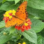 Cathy Sheldon - @cathy.sheldon.733 - Instagram