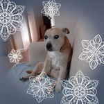 Cathy Silver - @avalonminis - Instagram