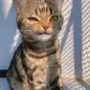 CathyStrong - @vincealwr4n - TikTok
