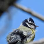 Cathy Summers - @birds_birds_andmorebirds - Instagram