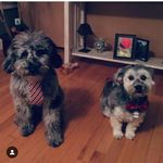 Cathy Sutherland - @mooseandotisbrewing - Instagram