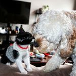 Toby and Monty power - @cathythornepower - Instagram
